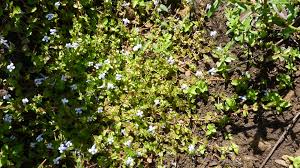 Image result for Lindernia monroi