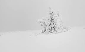 Download beautiful, curated free backgrounds on unsplash. Hd Wallpaper Winter White Snow Tree Aesthetic Seasons Nature Landscape Wallpaper Flare