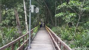 Malaysia mempunyai kawasan hutan bakau kedua terbesar di asia tenggara seluas 629,038 hektar dengan 60 peratus daripadanya terletak di sabah. Ada Hutan Bakau Raksasa Di Pedalaman Riau