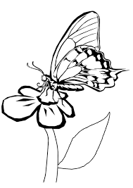 Disegno Da Colorare Farfalla Sul Fiore Cat 10921 Images