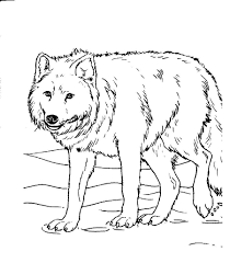 Keep your kids busy doing something fun and creative by printing out free coloring pages. Online Coloring Pages Coloring Page Wolf Wolf Download Print Coloring Page