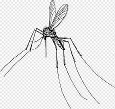 Cara dapatkan gambar gambar mewarna hitam putih. Nyamuk Serangga Nyamuk Hama Nyamuk Monokrom Simetri Batang Tanaman Png Pngwing