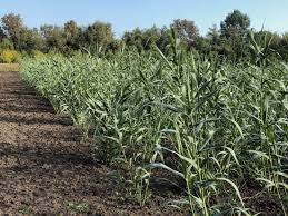 Image result for Arundo donax