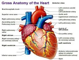 Gross Anatomy Of The Heart Human Heart Anatomy Heart Anatomy Human Anatomy And Physiology
