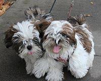 Shih Tzu Wikipedia