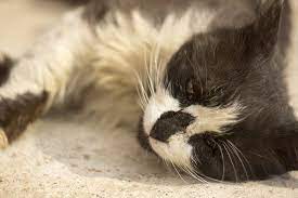 What symptoms of the disease do sick animals have? Intestinal Tumor In Cats Symptoms Causes Diagnosis Treatment Recovery Management Cost