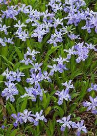 Crested Dwarf Iris Smoky Mountains Native Plants Annual Plants Plants