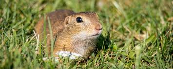 We did not find results for: How To Keep Gophers Out Of Your Yard Wholesale Landscaping Supplies Irwindale Ca