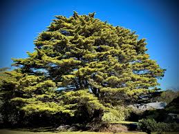 Image result for Marsilea macrocarpa