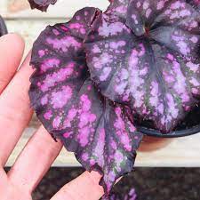Excited To Share This Item From My Etsy Shop Rare Begonia Plants Rex Begonia Purple Rare House Plants Housewarmin House Plants Begonia Low Light House Plants