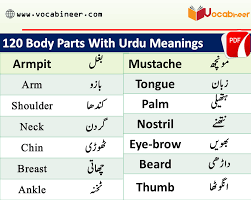 Women body parts in urdu. Parts Of Body Names In Urdu And Hindi With Pdf