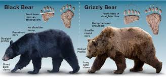 Bearly Alive How To Survive A Bear Attack Bear Attack Grizzly Bear Brown Bear