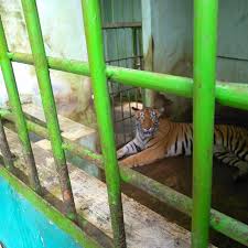 Kebun binatang ragunan adalah kebun binatang yang pertama di indonesia, lho! Dibuka Kembali Medan Zoo Terapkan Aturan Tegas Selama Adaptasi Kebiasaan Baru Regional Liputan6 Com