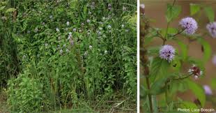 Image result for Mentha aquatica