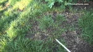 Maybe you would like to learn more about one of these? Diy Killing Bermuda Grass In Tall Fescue With Ornamec 170 Part 2 4rth App Herbicide Fluazifop Youtube