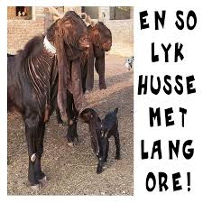 Pin By Marietjie Hattingh On Goeie More Afrikaans Humor Funny Afrikaans
