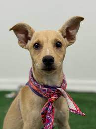 Adopt a Carolina Dog Labrador Retriever