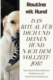 Monatspfoto Flummi Schneidet Grimassen Hunde Flummi Hundehilfe