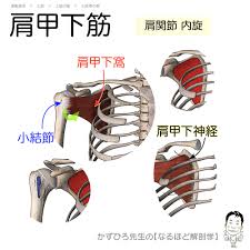 徹底的解剖学（かずひろ先生 解剖学）