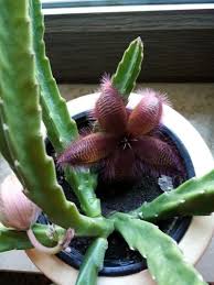 Image result for Clutia hirsuta