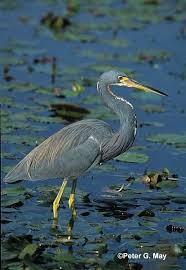 Small Bird With Long Legs And Long Beak Long Legged Wading Bird