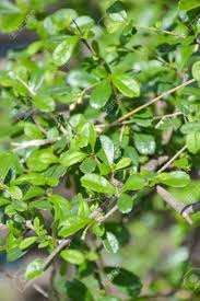 Likewise, the herbal tea made with the leaves and fruits of fukien tea tree, is very popular. Close Up Green Fukien Tea Leaves In Nature Garden Stock Photo Picture And Royalty Free Image Image 48659972