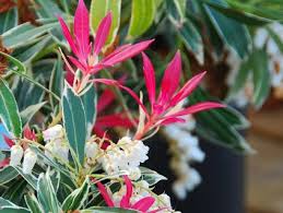 Image result for Pieris japonský debutante obrázek