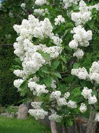 White Lilac Bush Lilacs Sommer Koselig
