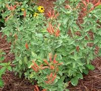 Image result for Dicliptera pumila