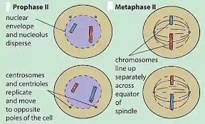 These are divided between the first time the cell divides. Meiosis Stages Phases Of Meiosis 1 And 2 With Diagrams Jotscroll