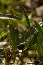 Image result for Polysphaeria