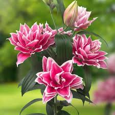 Image result for Berlinia orientalis