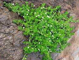 Image result for Bacopa monnieri