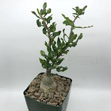 Image result for Fockea angustifolia