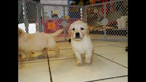 The coat, which is short, straight, and dense with a soft undercoat, is weatherproof and helps to protect it from icy waters. Golden Retriever Puppies Dogs For Sale In Charlotte North Carolina Nc Greensboro Lexington Youtube