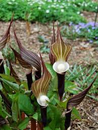 Perennial plants don't need to be planted every year. Clay Tolerant Shade Plants Growing Shade Plants In Clay Soil