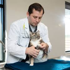 We would like to show you a description here but the site won't allow us. Mooresville Veterinary Clinic Vaccines Routine Exams Surgeries Wellness Plans Pet Paradise