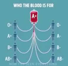 Blood Type Chart And Compatibility Gif Gfycat