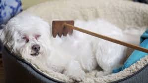Pin On Pax The Coton
