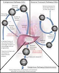 Lipoprotein Wikiwand