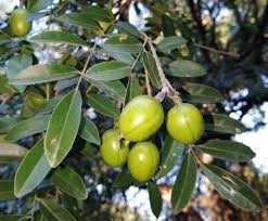 Image result for Nolletia zambesica