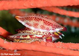 Image result for Scleria arcuata