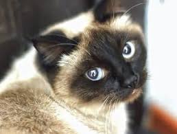 Read indepth siamese cat breed facts including popularity rankings, average prices today, the siamese cat remains one of the most popular breeds not only in the uk, but elsewhere in the world too. Can A Tabby Or A Black Cat Have A Siamese Kitten Faqcats Com