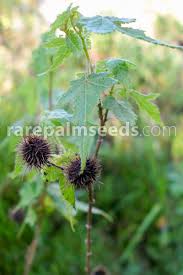 Image result for Sparrmannia ricinocarpa