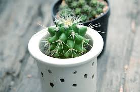 You may have heard that even those without a green thumb can grow cactus because they are impossible to kill. How Often Should You Be Watering Your Plants