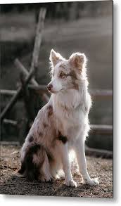 (15) total ratings 15, $10.95 new. Red Merle Border Collie On Ranch Canada Metal Print By Hennygraphy