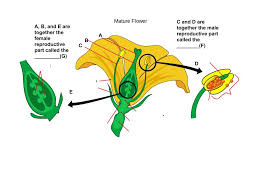 Observe them and separate their parts. 7th Grade Plant And Flower Anatomy Reproductive Parts Diagram Quizlet
