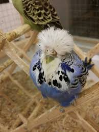 Simon Gage Budgerigars On Facebook Goruntuler Ile Papagan