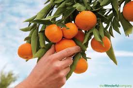 Production estimates for oranges and grapefruit reduced. Kierra Kerkhoff Purchasing Supervisor Wonderful Citrus Linkedin
