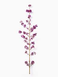Image result for Callicarpa